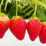 いちごFESTIVAL｜2026年1月8日（木）～1月28日（水）東武百貨店 池袋本店で開催、東武限定いちごグルメと体験イベントが集結🍓